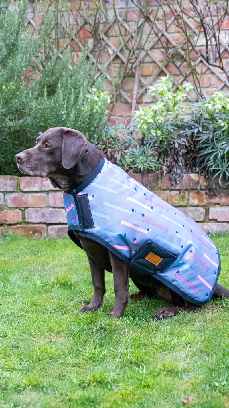 Benji and Flo Dorris The Dachshund Dog Coat - Riviera/Navy-3